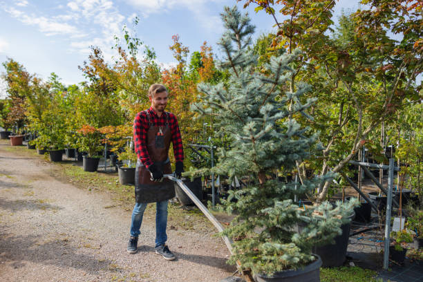 Why Choose Our Tree Removal Services in Buzzards Bay, MA?